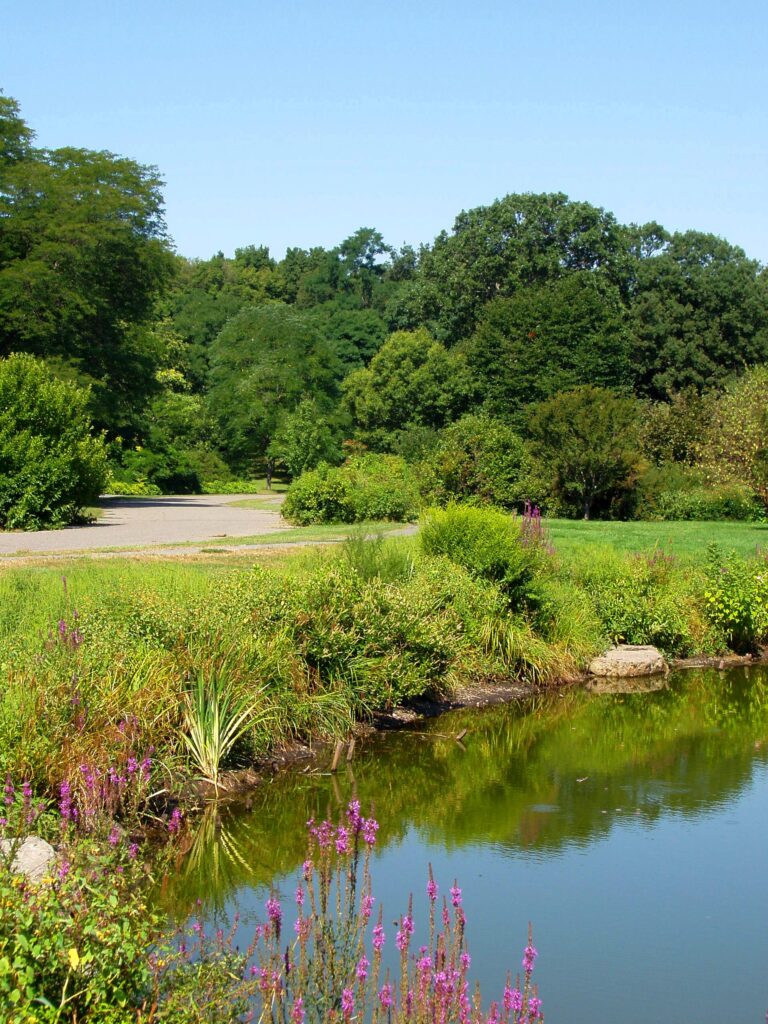 Arnold Arboretum guide: pond and green landscape